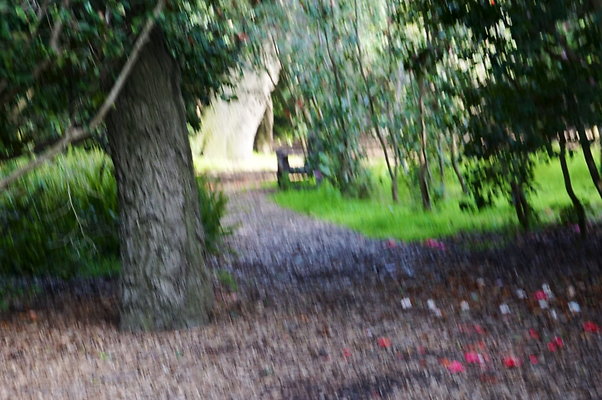 Camillia.Oak.Forest.61
