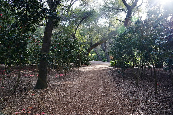 Camillia.Oak.Forest.83