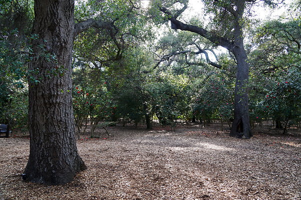 Camillia.Oak.Forest.97