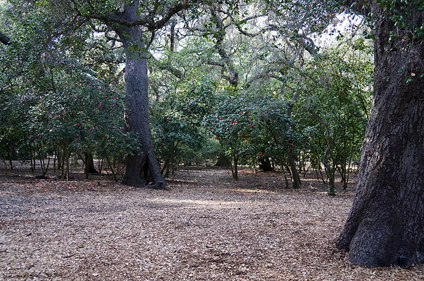 Camillia.Oak.Forest.94