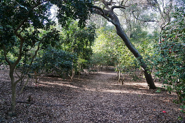 Camillia.Oak.Forest.80