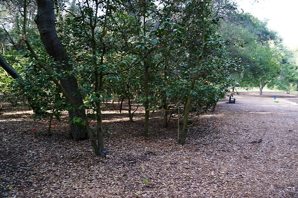 Camillia.Oak.Forest.87