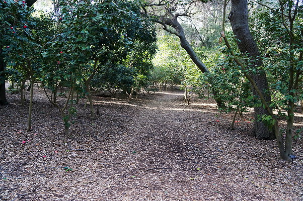 Camillia.Oak.Forest.85