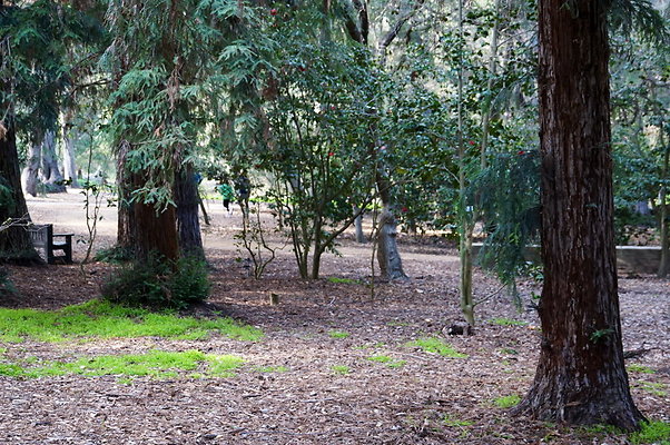 Camillia.Oak.Forest.54
