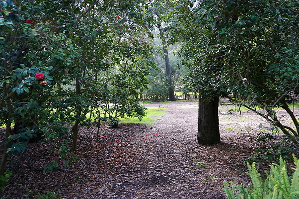 Camillia.Oak.Forest.69