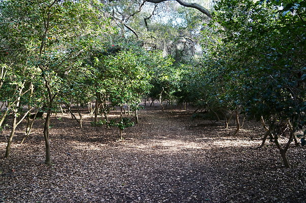 Camillia.Oak.Forest.77