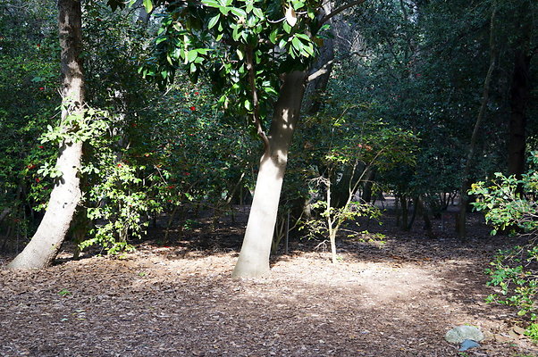 Camillia.Oak.Forest.72