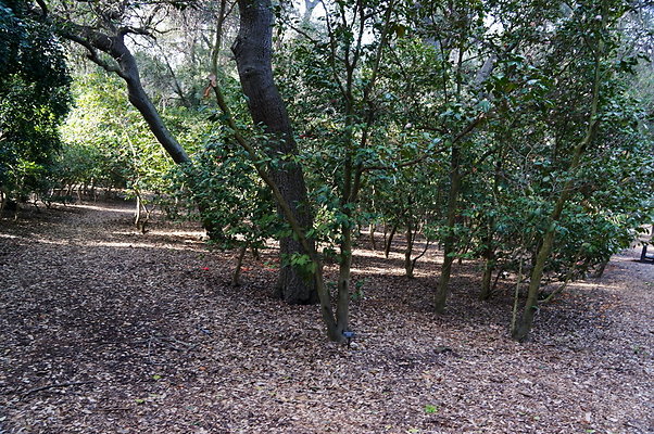 Camillia.Oak.Forest.86