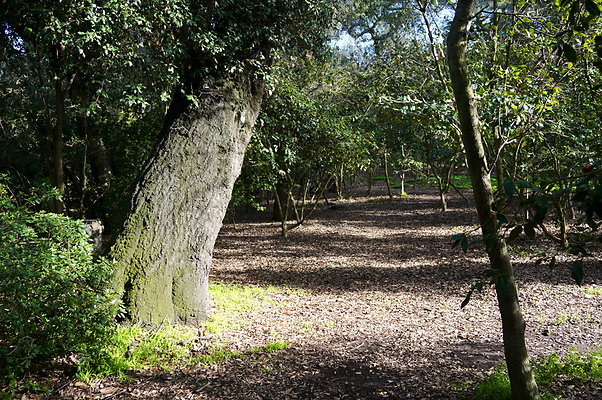 Camillia.Oak.Forest.70