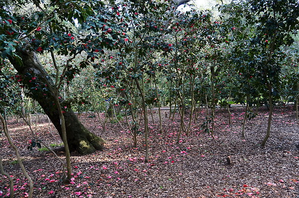 Camillia.Oak.Forest.81