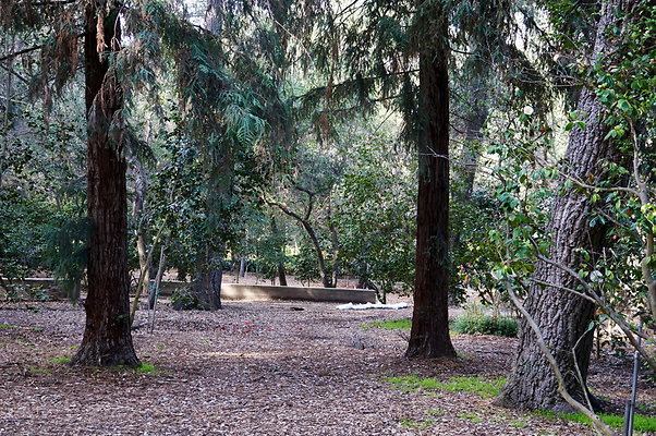 Camillia.Oak.Forest.51