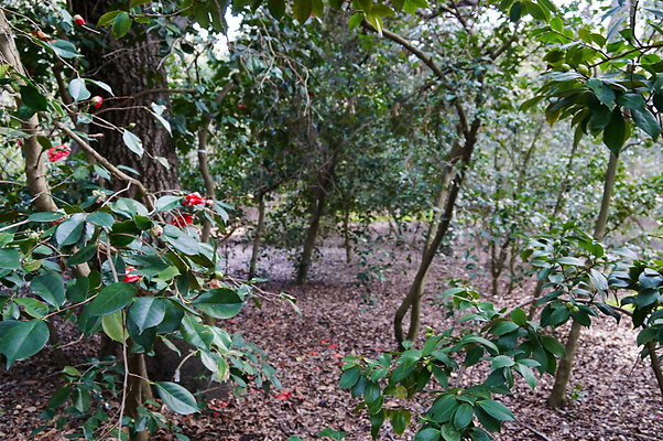 Camillia.Oak.Forest.64