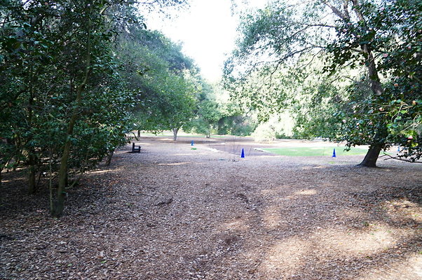 Camillia.Oak.Forest.88