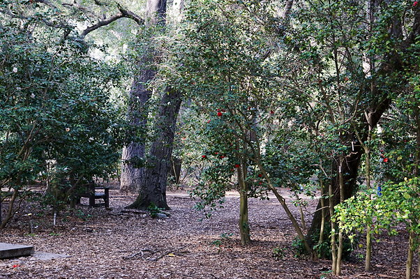 Camillia.Oak.Forest.74