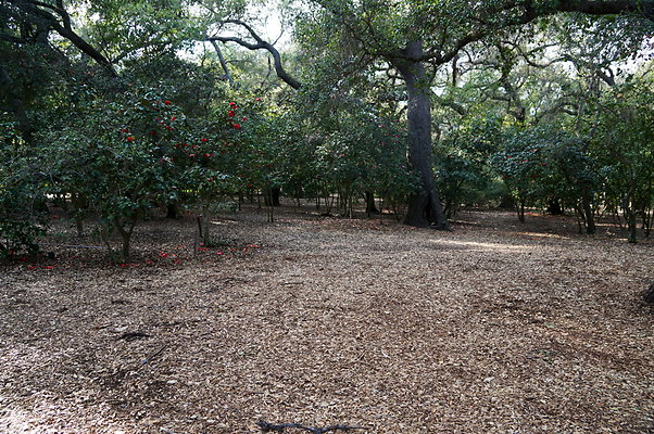 Camillia.Oak.Forest.92