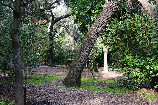 Camillia.Oak.Forest.60