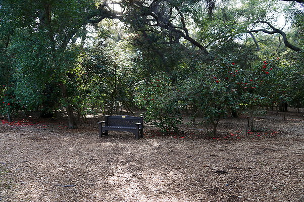 Camillia.Oak.Forest.91
