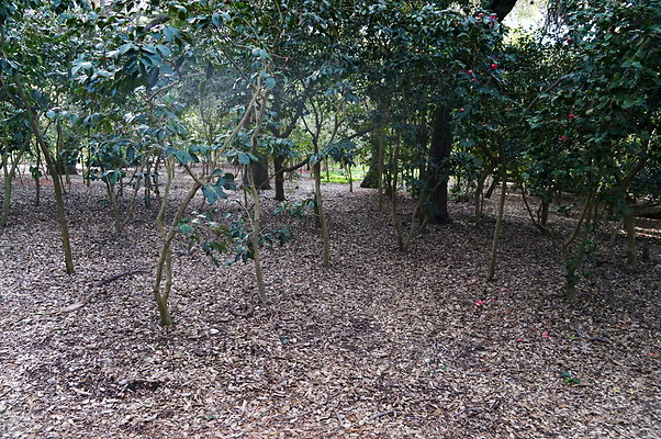 Camillia.Oak.Forest.84