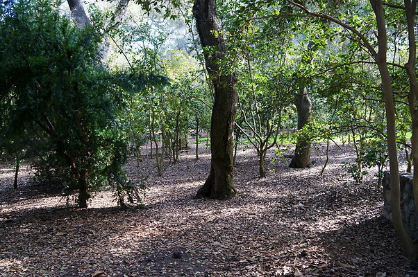 Camillia.Oak.Forest.76