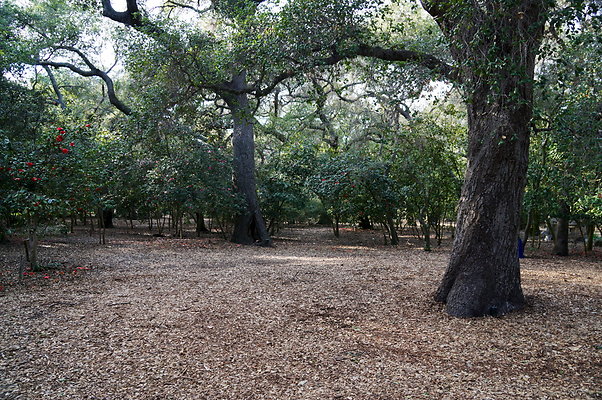 Camillia.Oak.Forest.93