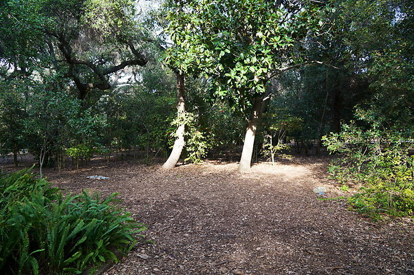 Camillia.Oak.Forest.71