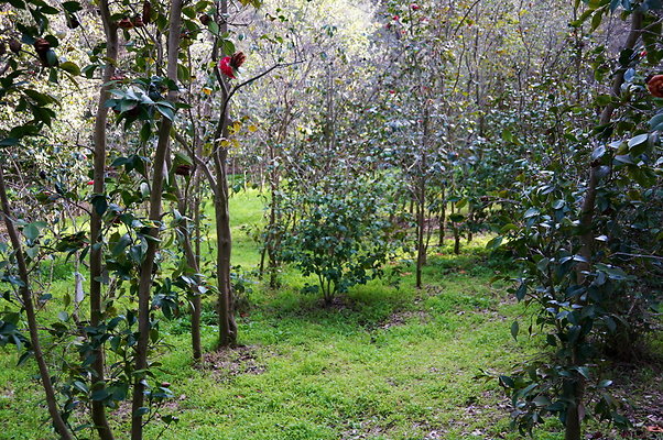 Camillia.Oak.Forest.68