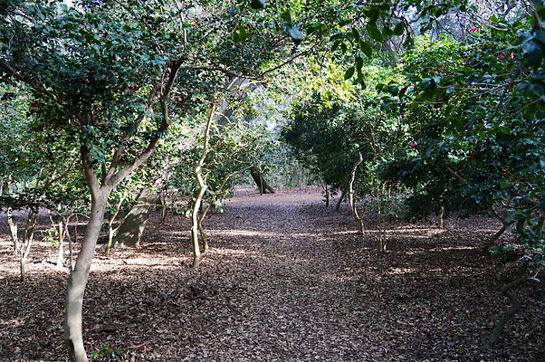 Camillia.Oak.Forest.79