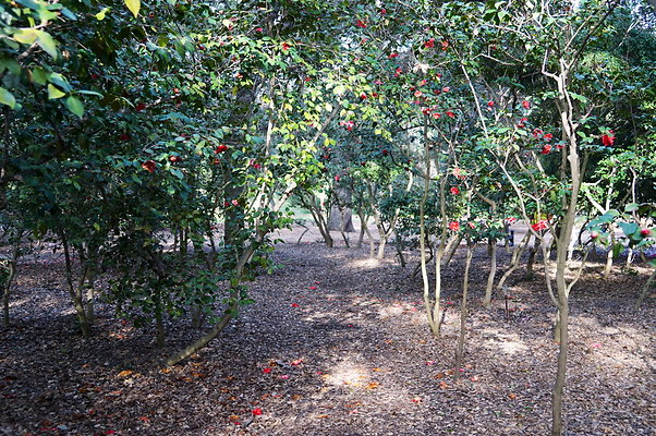 Camillia.Oak.Forest.78