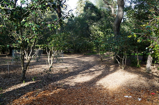 Camillia.Oak.Forest.42