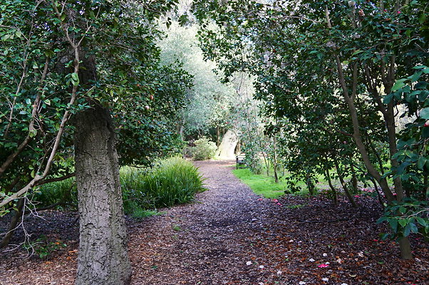 Camillia.Oak.Forest.62