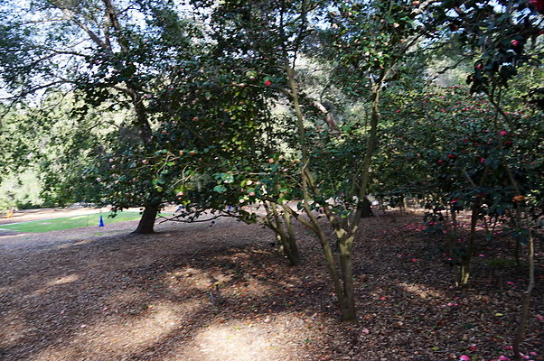 Camillia.Oak.Forest.89
