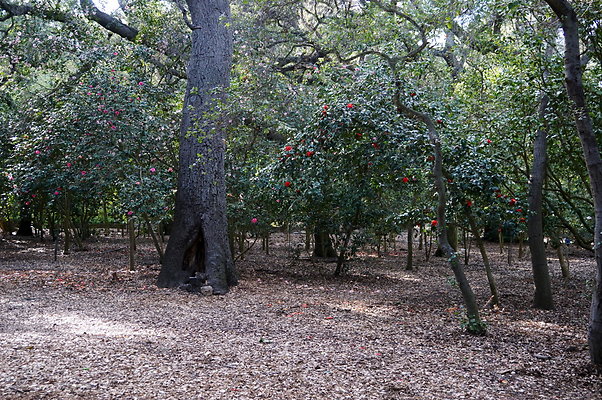 Camillia.Oak.Forest.96