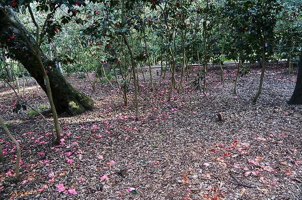 Camillia.Oak.Forest.82