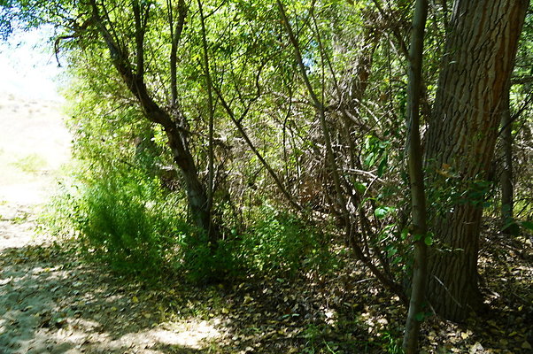 Polsa.Rosa.Creek.Trees.62