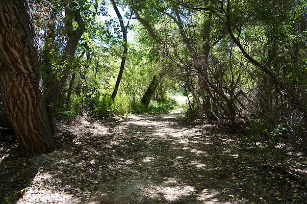Polsa.Rosa.Creek.Trees.64
