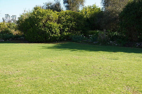 So.Coast.Grass.Lower.Meadow.03