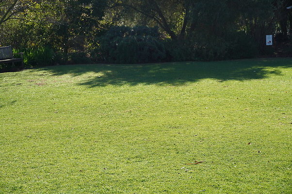 So.Coast.Grass.Lower.Meadow.08