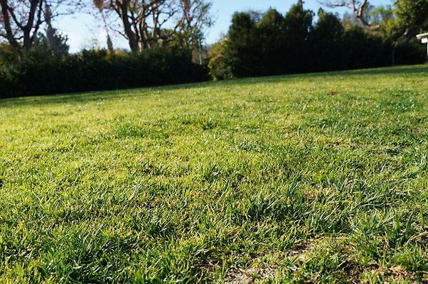 So.Coast.Grass.Upper.Meadow.55