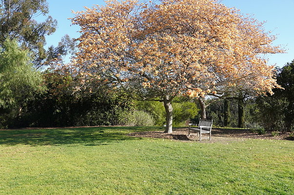 So.Coast.Grass.Upper.Meadow.65