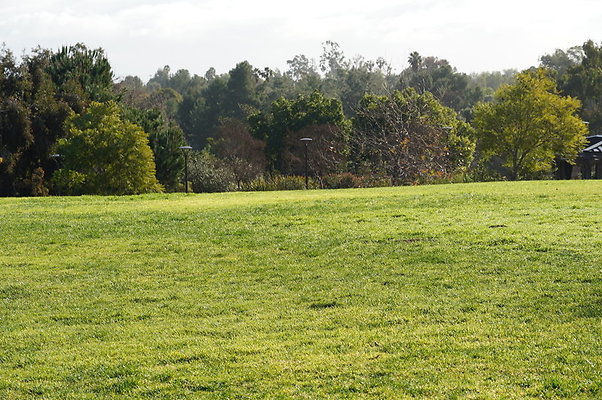 So.Coast.Grass.Upper.Meadow.38