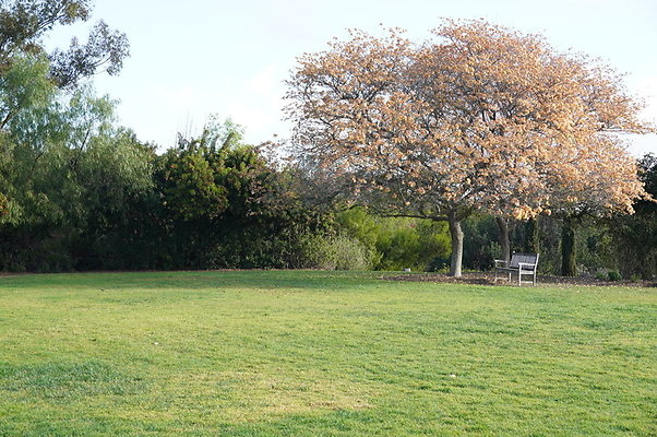 So.Coast.Grass.Upper.Meadow.09