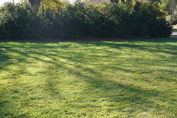 So.Coast.Grass.Upper.Meadow.42