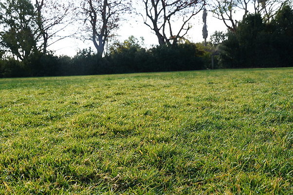 So.Coast.Grass.Upper.Meadow.03