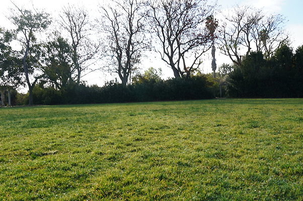 So.Coast.Grass.Upper.Meadow.02