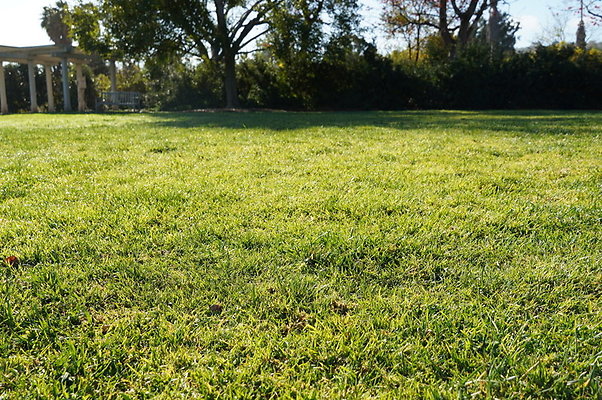 So.Coast.Grass.Upper.Meadow.50