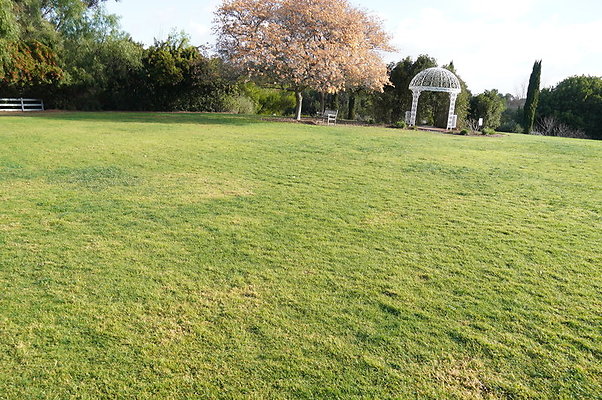 So.Coast.Grass.Upper.Meadow.12