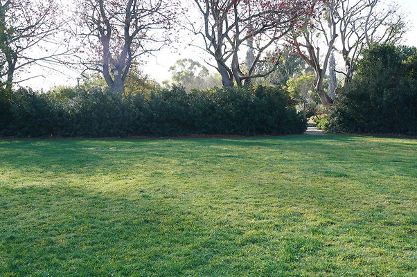 So.Coast.Grass.Upper.Meadow.32