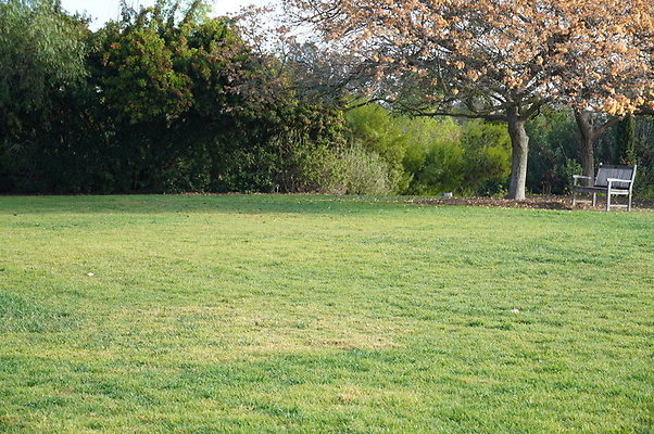 So.Coast.Grass.Upper.Meadow.10