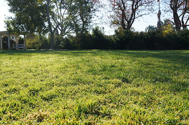 So.Coast.Grass.Upper.Meadow.49