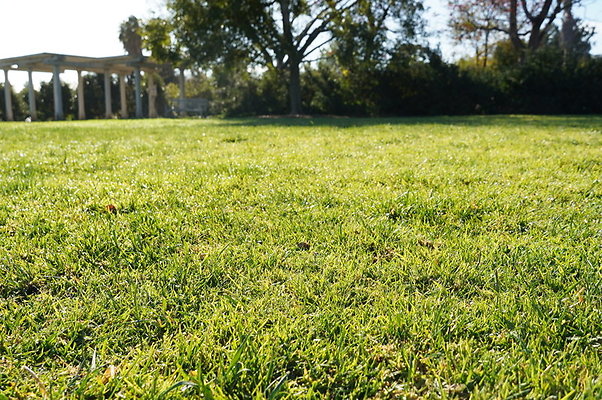 So.Coast.Grass.Upper.Meadow.53